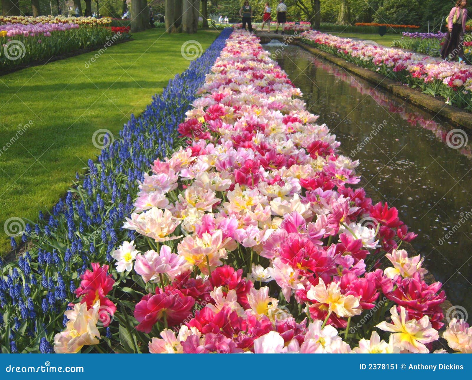 Tulip beds and pond stock image. Image of scene, dappled 2378151