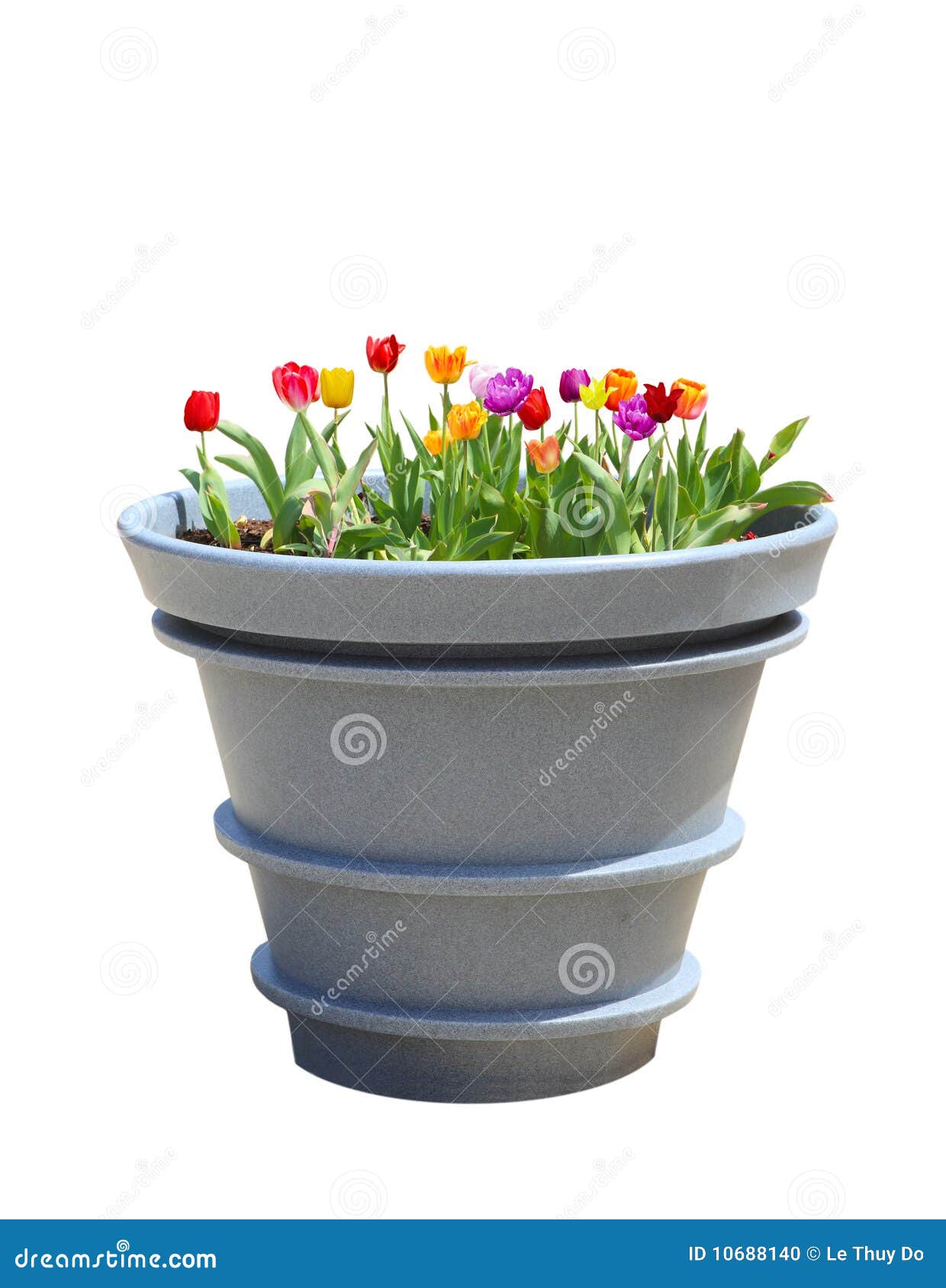 Tulip Big Pot stock photo. Image of beauty, summer, garden 10688140