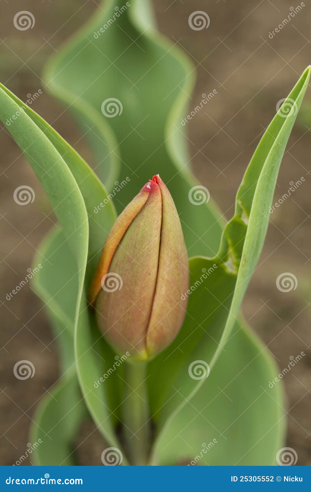 Tulip Bud Detail and Green Leafs Stock Photo - Image of small, organic ...