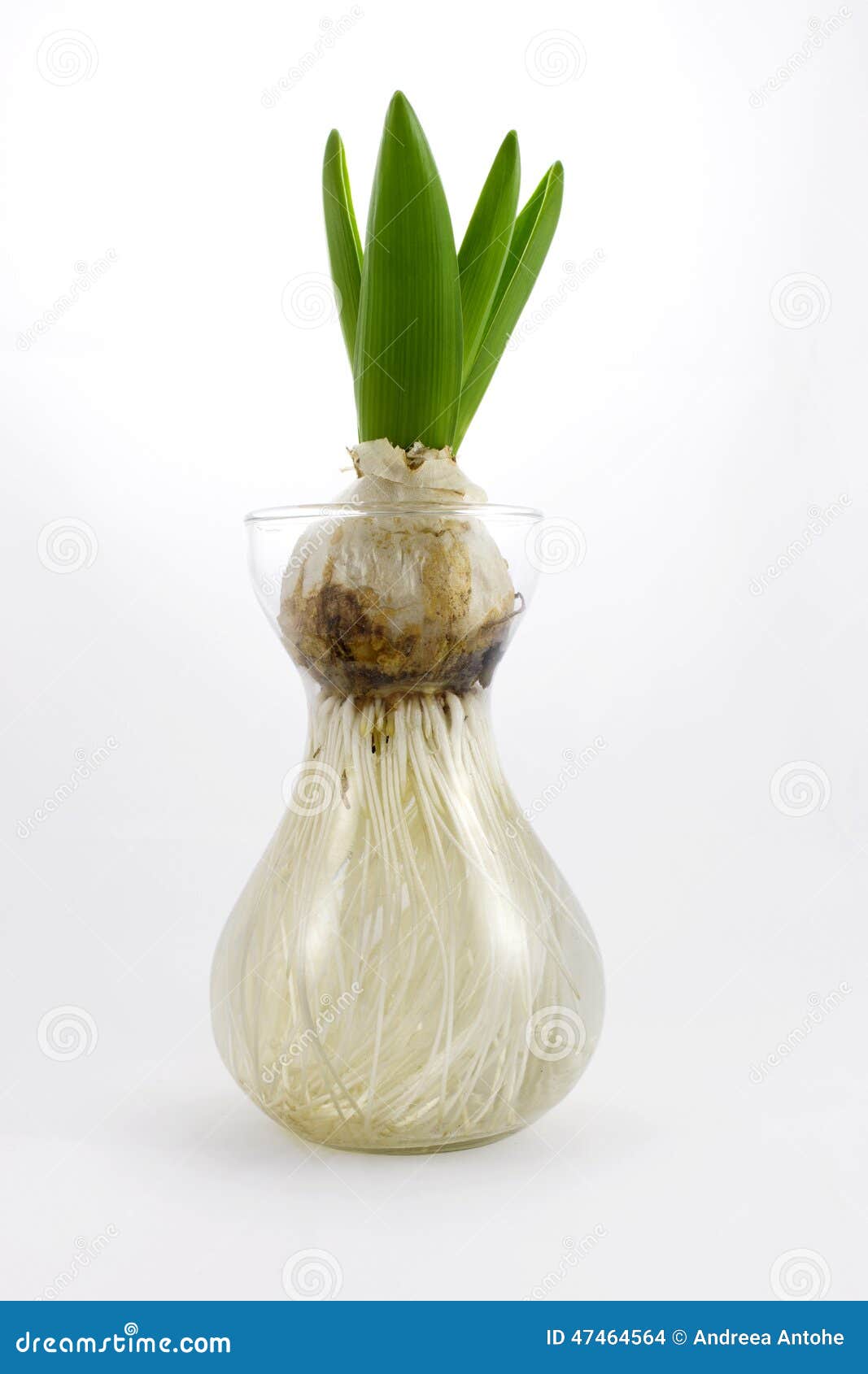 Tulip bulb in glass stock photo. Image of coupled, purple 47464564