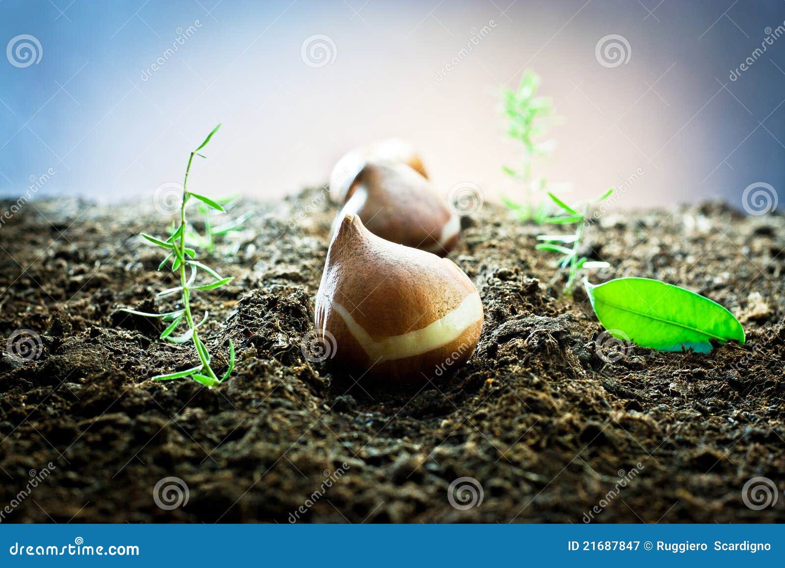 Tulip bulbs in the ground stock image. Image of leaf 21687847