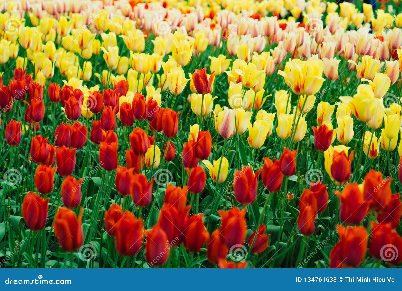 tulip bulbs, keukenhof garden, holland stock photo - image of bright