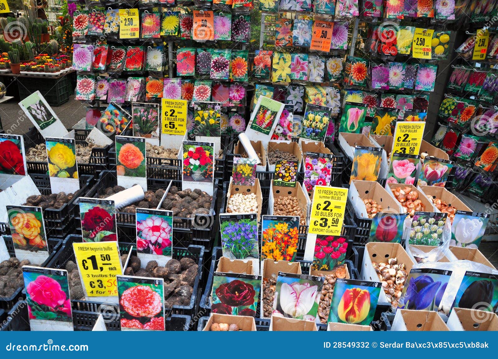 Tulip bulbs for sale editorial photography. Image of discount 28549332