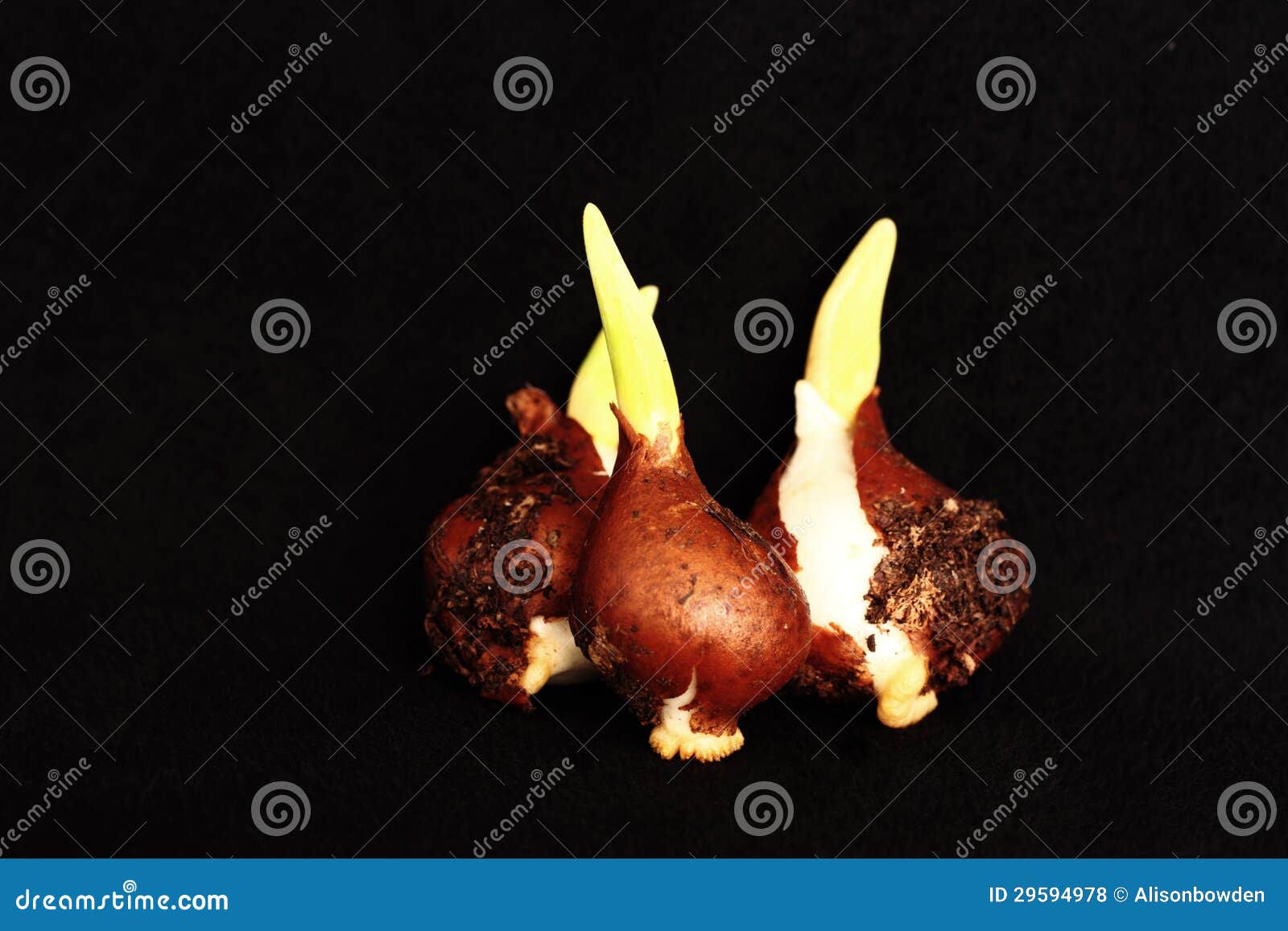 Tulip bulbs sprouting stock photo. Image of growing, nature 29594978