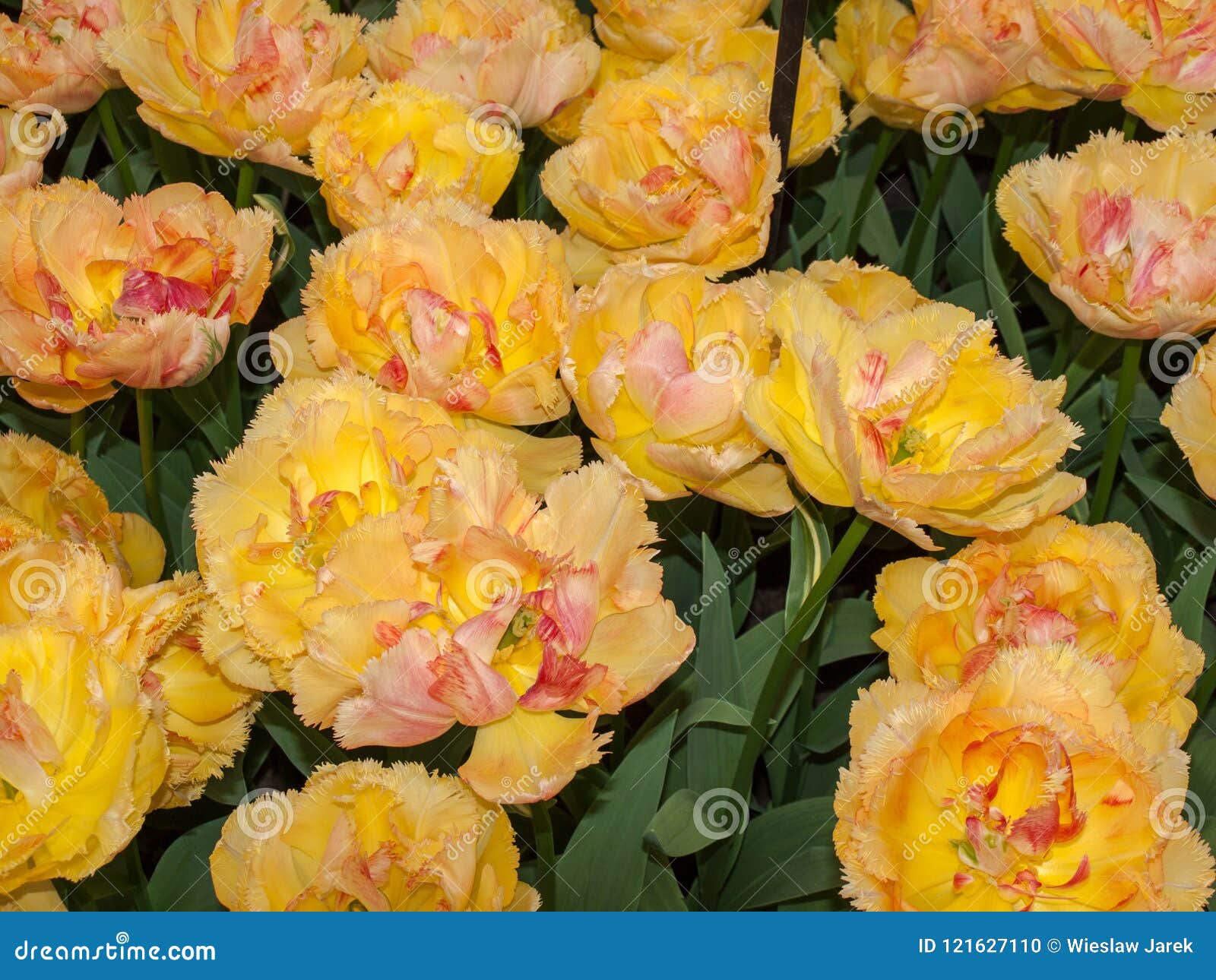 Tulip Called Vaya Con Dios Blooming in a Garden. Stock Photo Image of