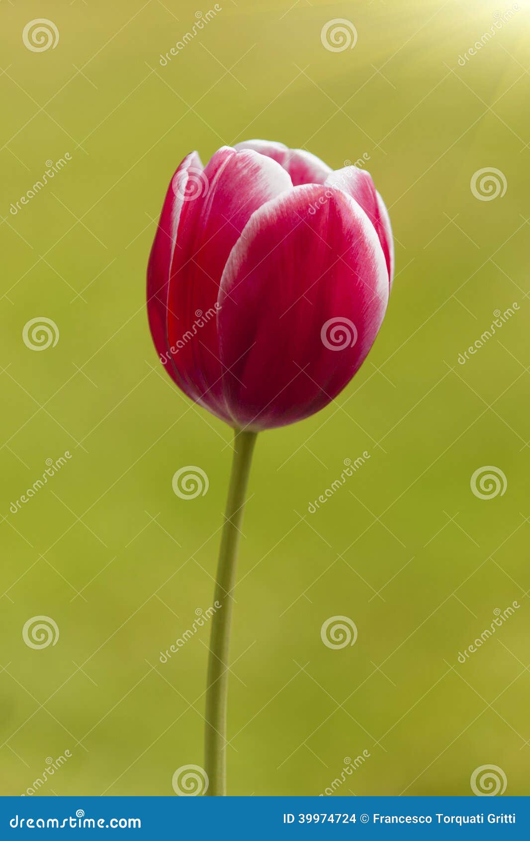 tulip