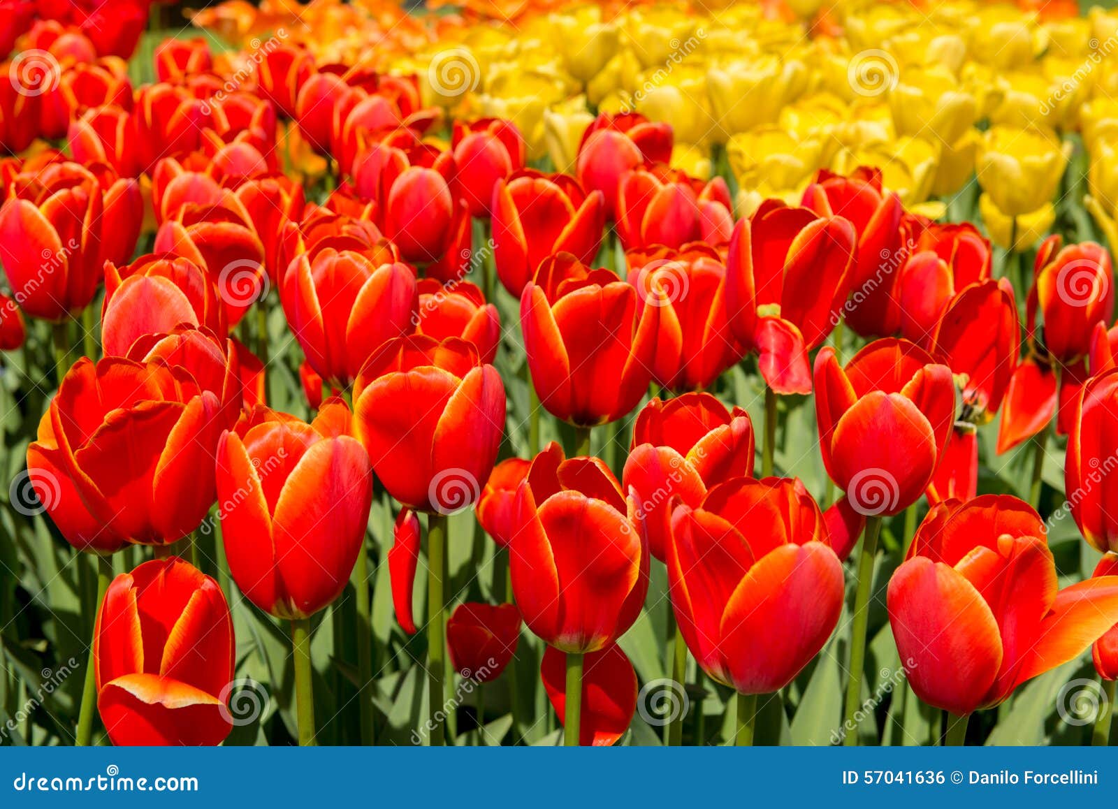 Tulip culture stock photo. Image of floral, farmland - 57041636