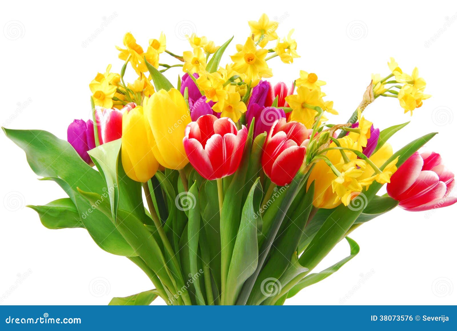 Tulip and daffodil stock photo. Image of easter, flower - 38073576