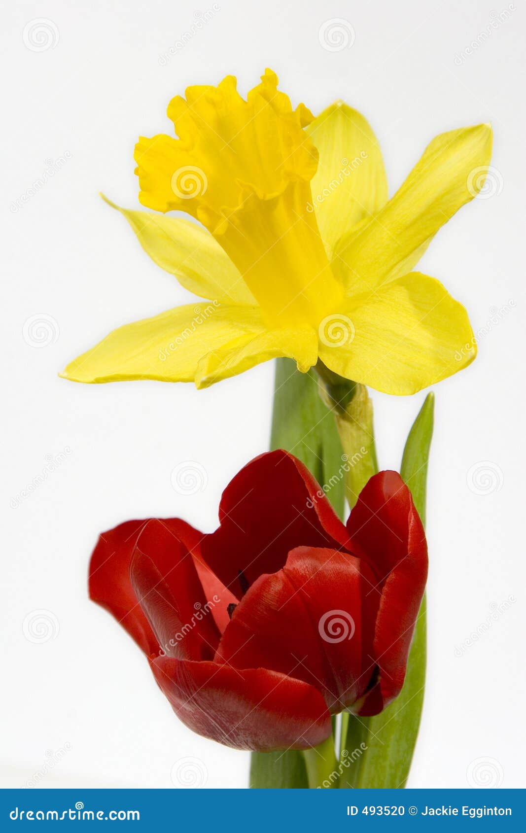 Tulip and Daffodil stock photo. Image of daffodil, bunch 493520