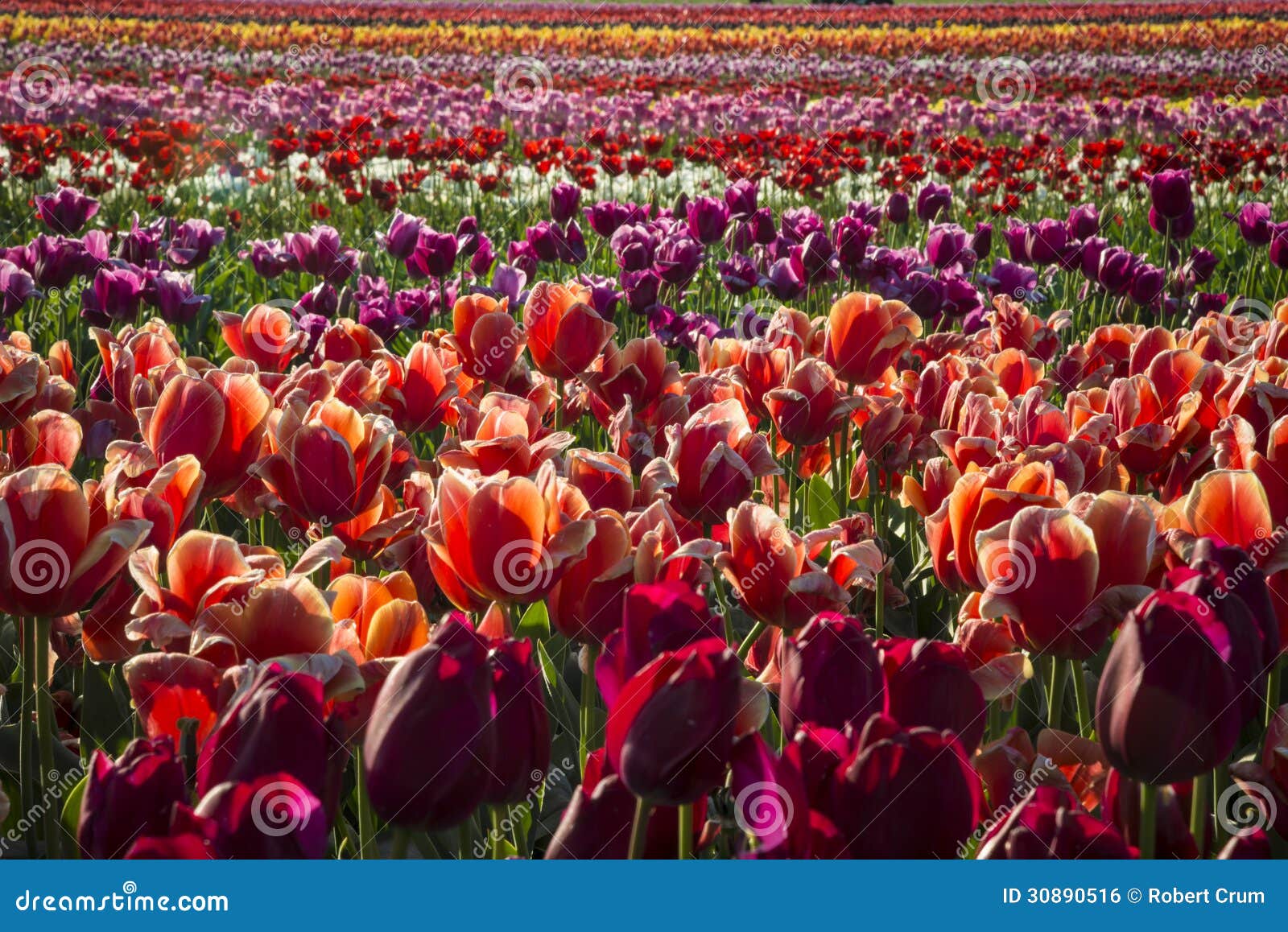 Tulip farm stock photo. Image of field, rows, farm, flowers 30890516