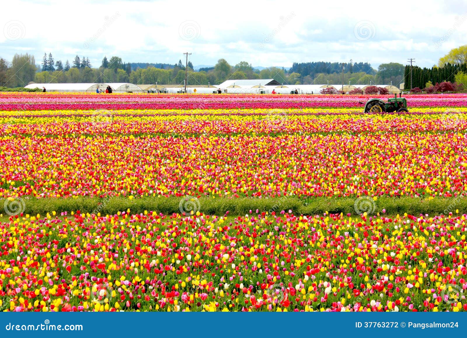 Tulip Farm in Woodburn Oregon Stock Photo Image of farm, gardens