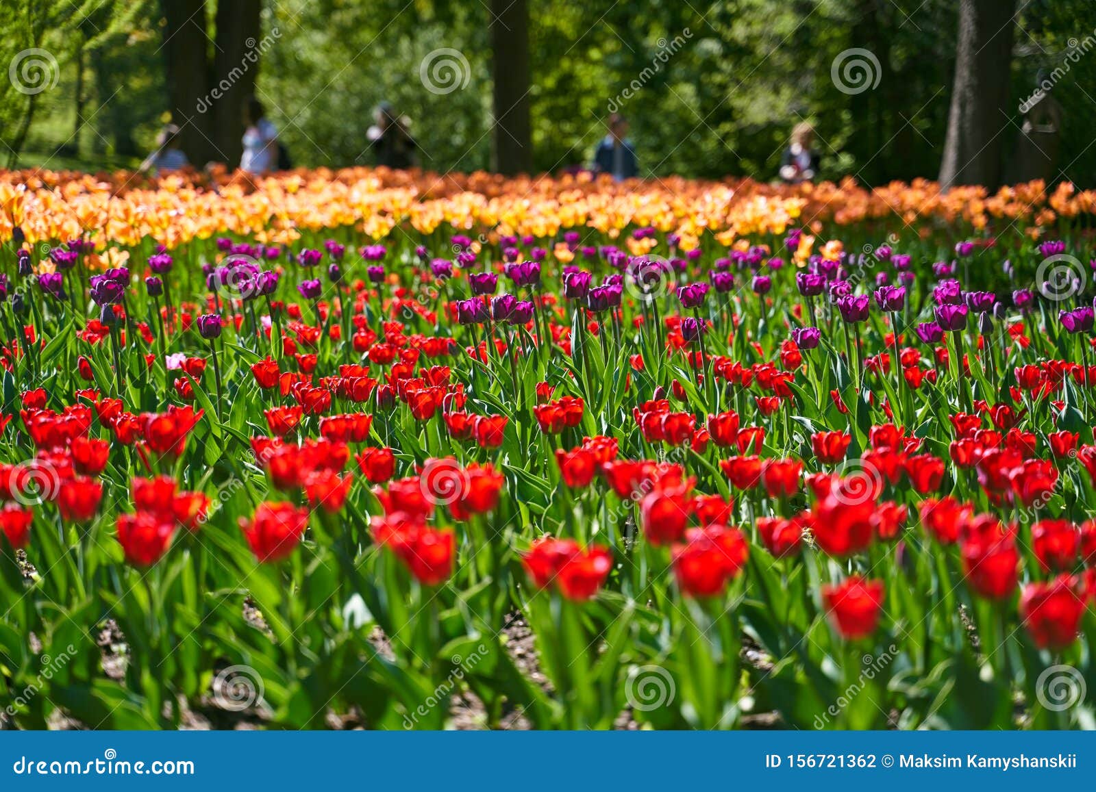 Tulip Festival Illuminated By Sunshine In Park Stock Photo Image Of Blossom Glade 156721362