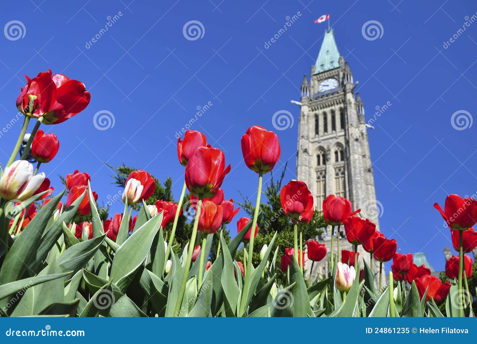 Tulip Festival in Ottawa stock image. Image of clock 24861235