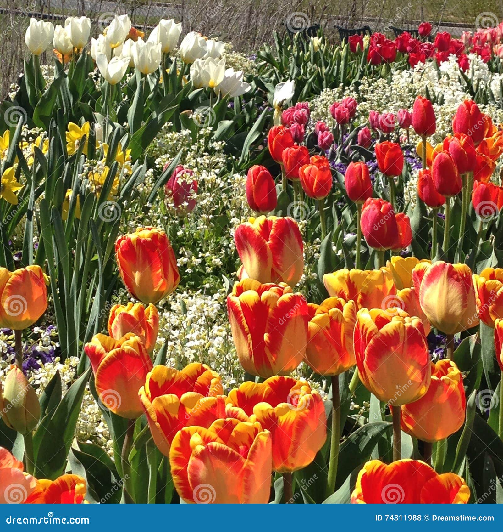 Tulip Festival At Thanksgiving Point Utah Stock Photo Image Of