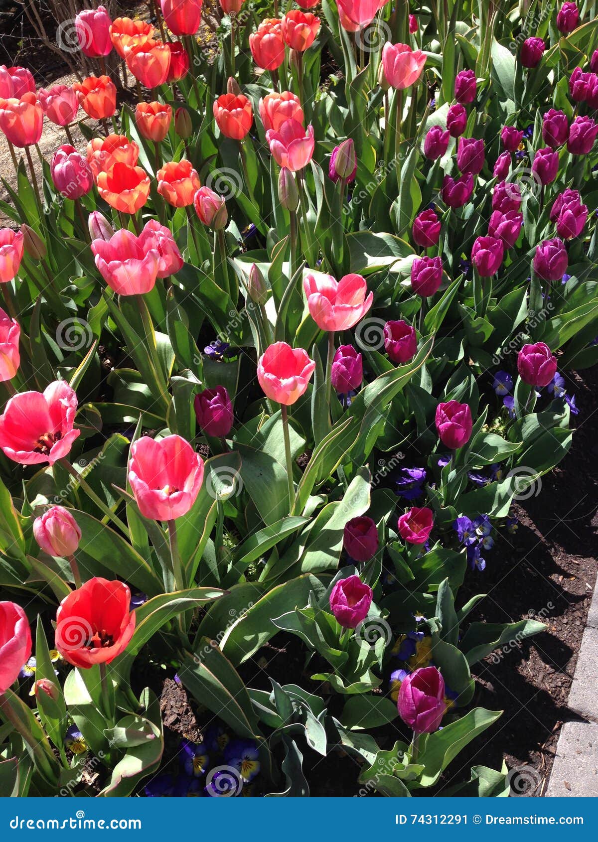 Tulip Festival At Thanksgiving Point Utah Stock Image Image Of