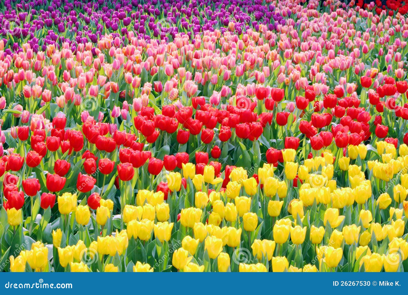 tulip field