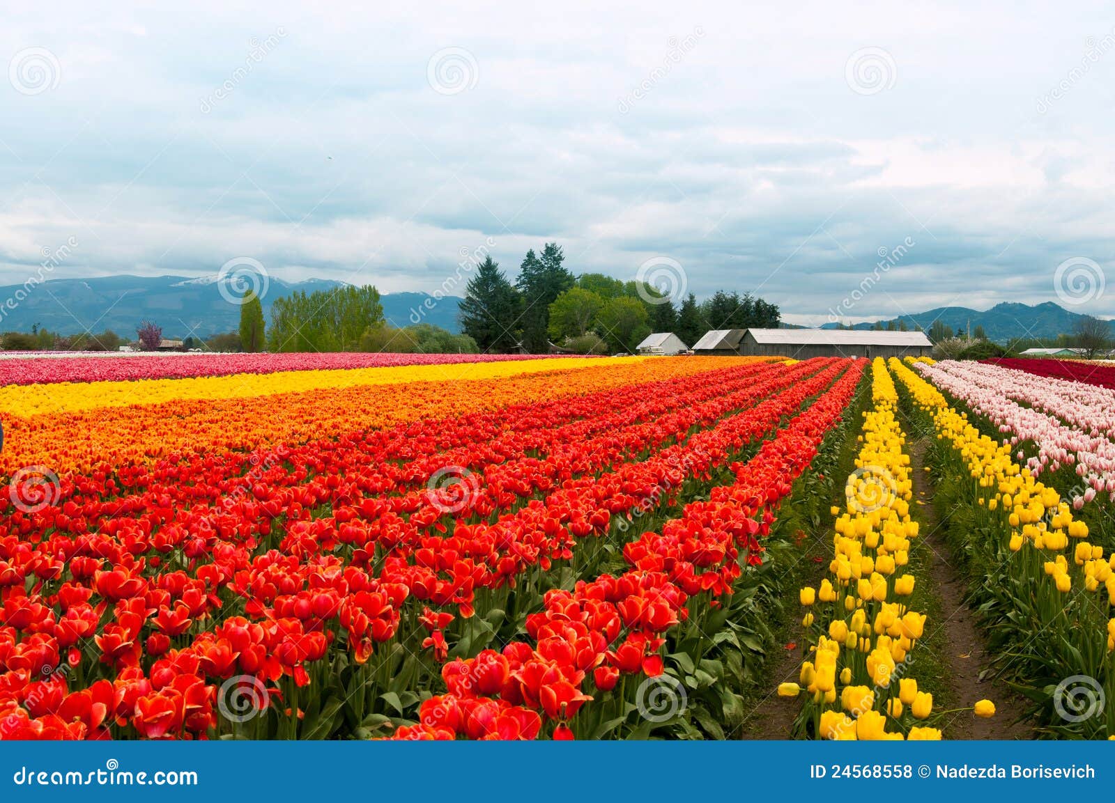 14 161 Rows Flowers Photos Free Royalty Free Stock Photos From Dreamstime 14 161 Rows Flowers Photos Free Royalty Free Stock Photos From Dreamstime