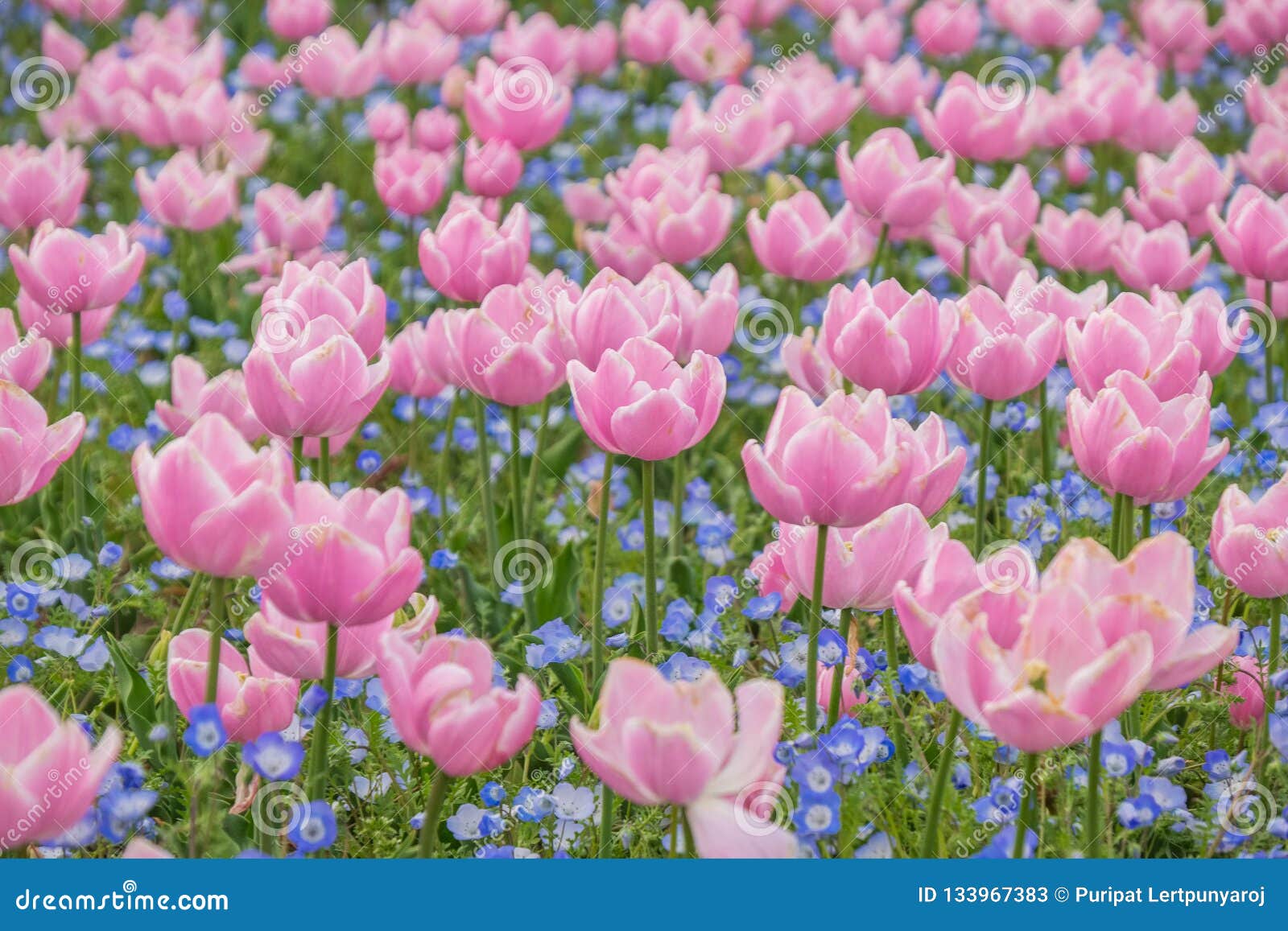 tulip field in nabana no sato garden, japan stock image - image of