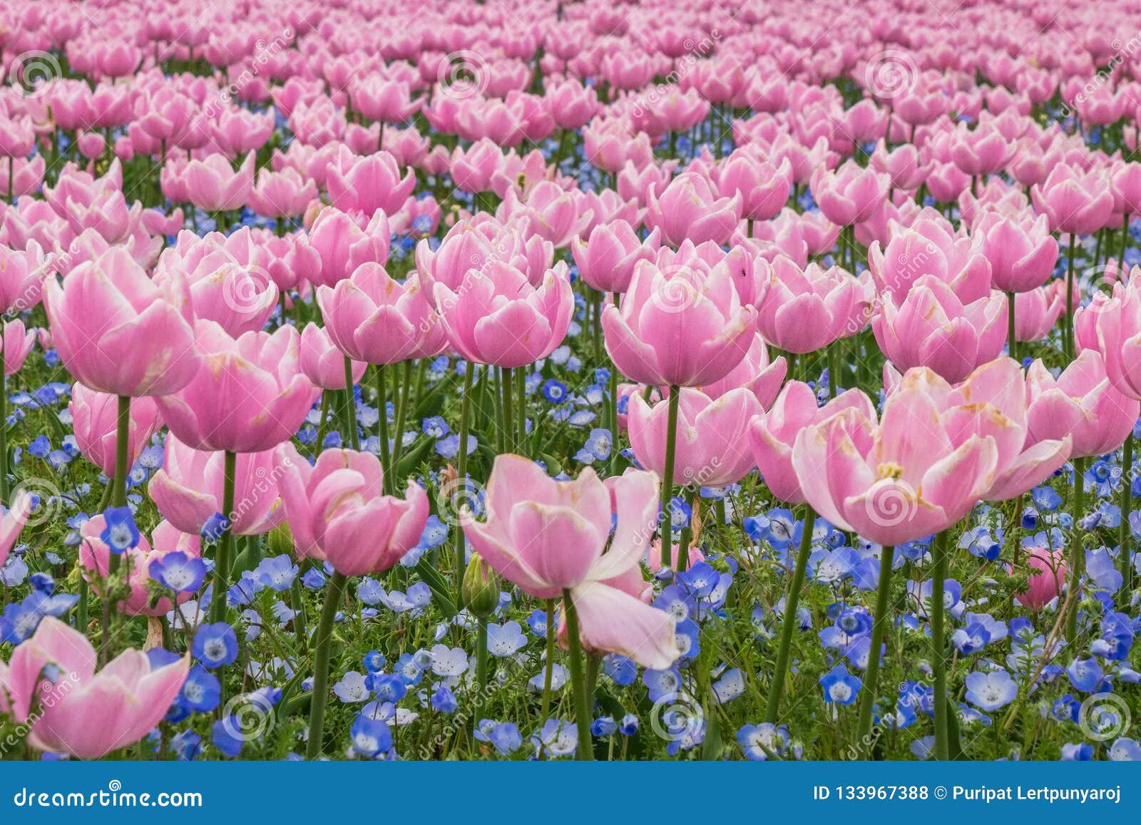 tulip field in nabana no sato garden, japan stock photo - image of
