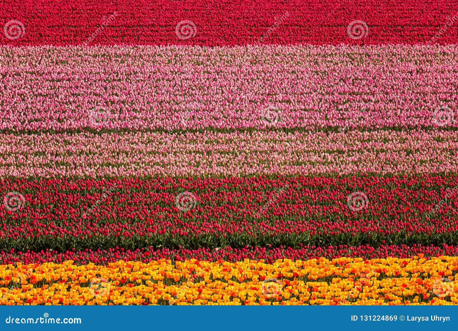 Tulip Field Nature Abstract Background, Aerial View, Netherlands Stock ...