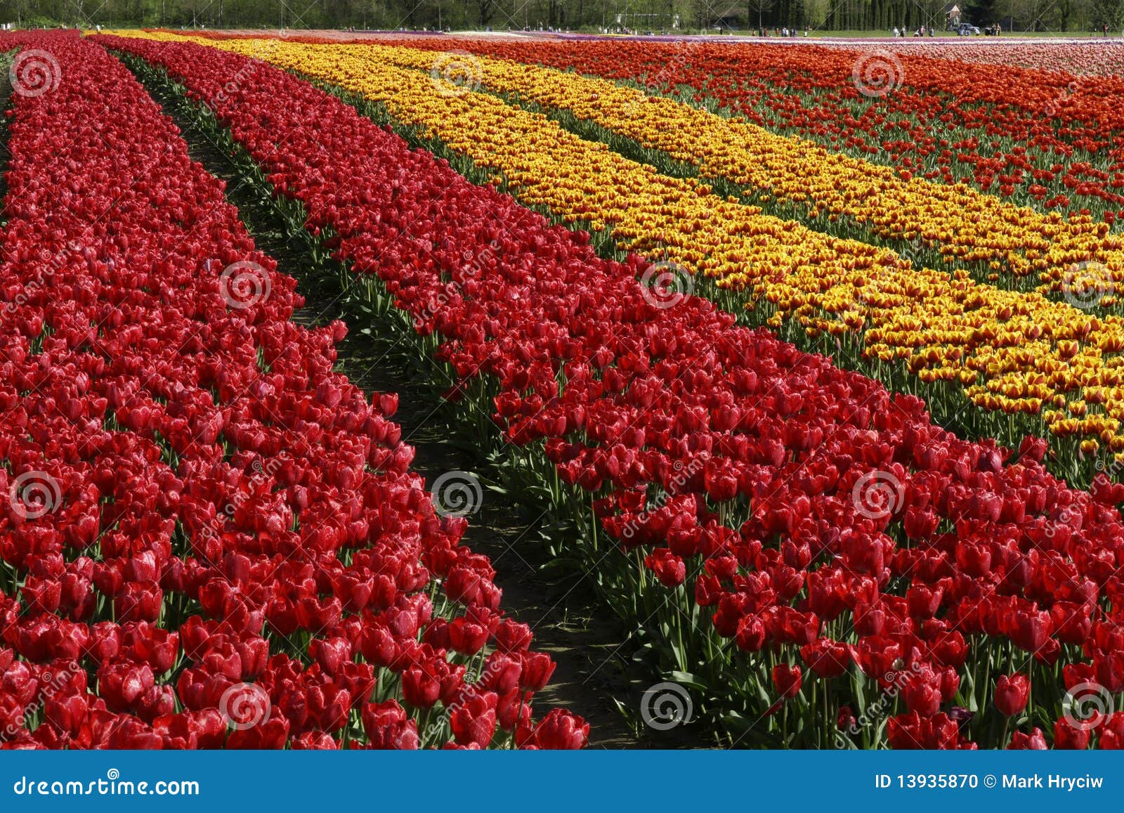 Tulip Fields. Rows of colourful tulips at the Agassiz Tulip Festival in British Columbia.