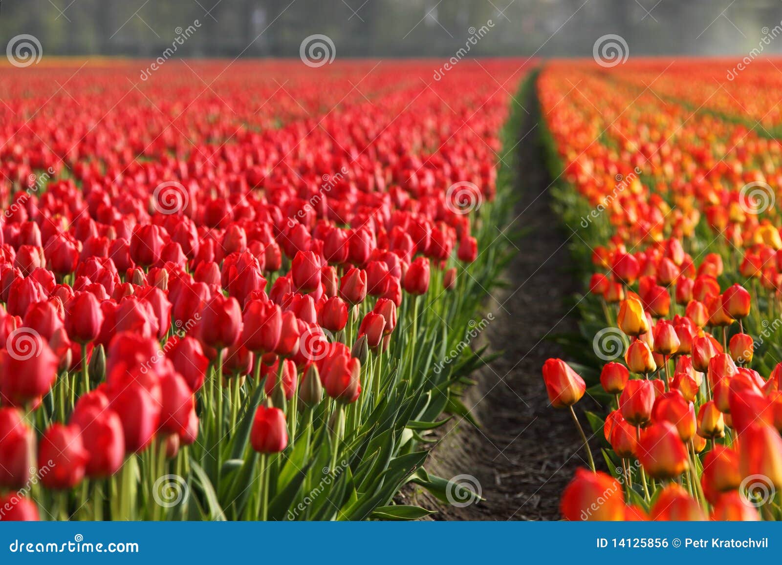 tulip fields