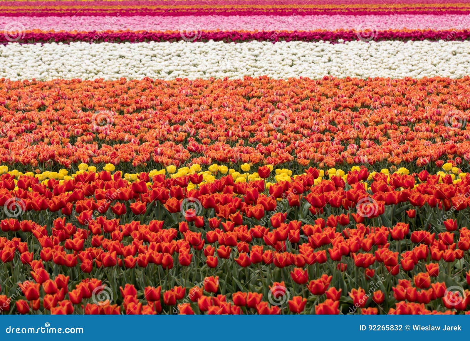 Tulip Fields of the Bollenstreek, South Holland, Stock Photo - Image of ...