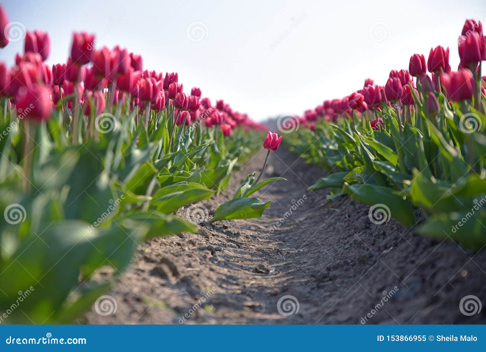 tulip fields closeup with a path