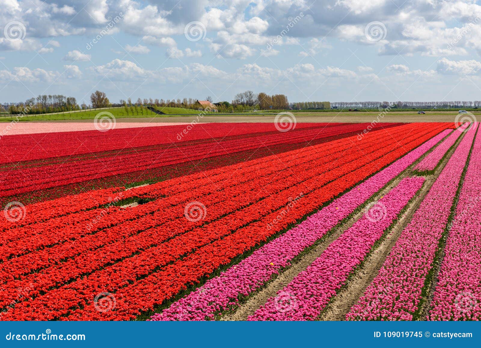 Tulip Fields with Red and Pink Tulips Stock Image - Image of colorful ...