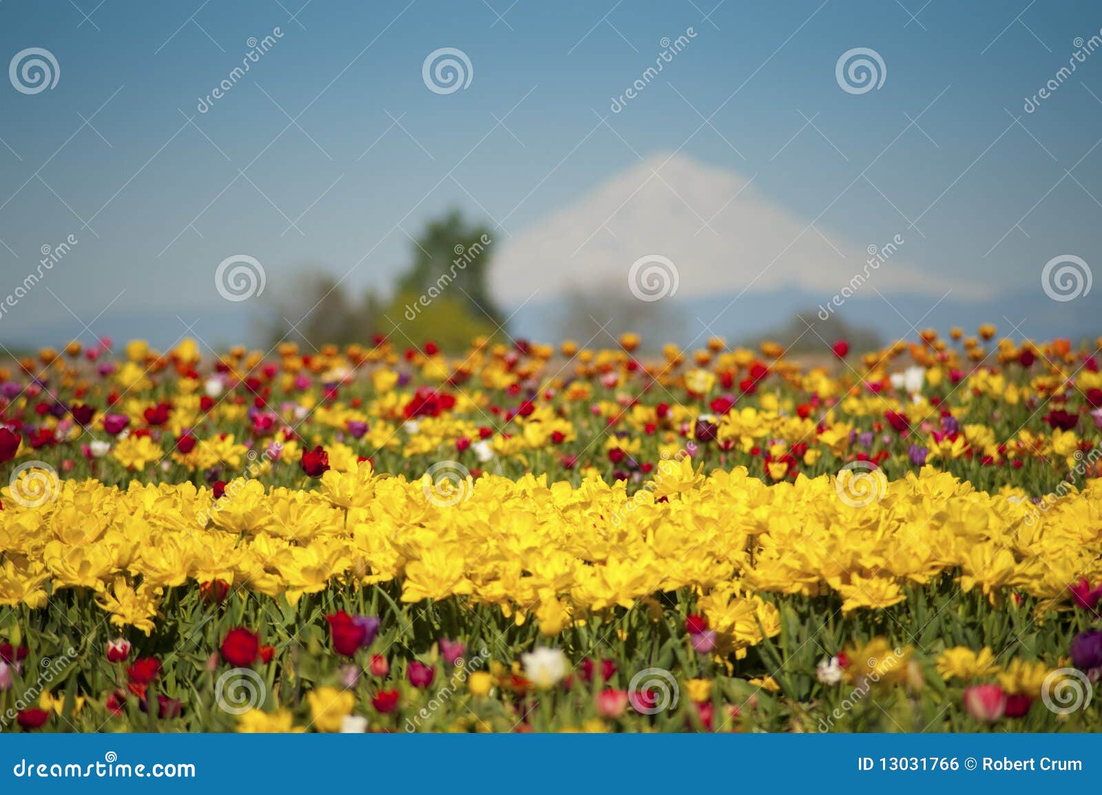 Tulip Fields Snow Covered Mountain Stock Photo Image Of Bloom