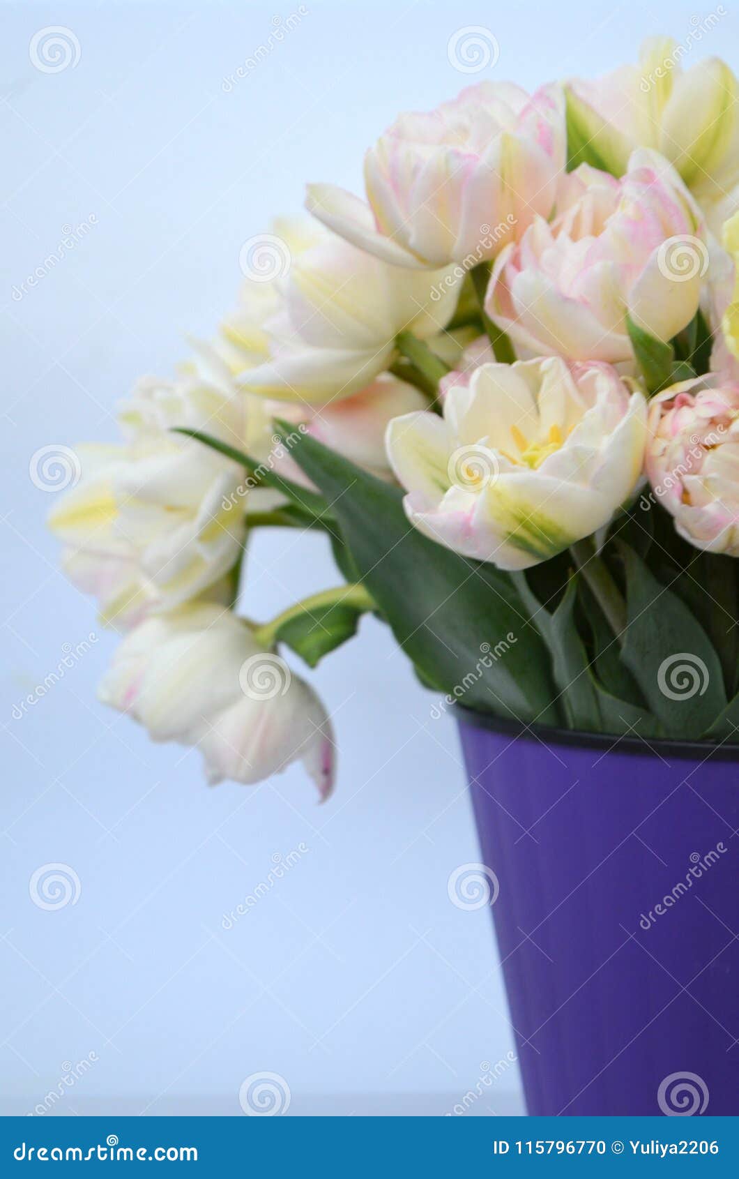 Tulip Finola Terry Early Pink And Avan Garde Gentle Yellow Stock Photo ...