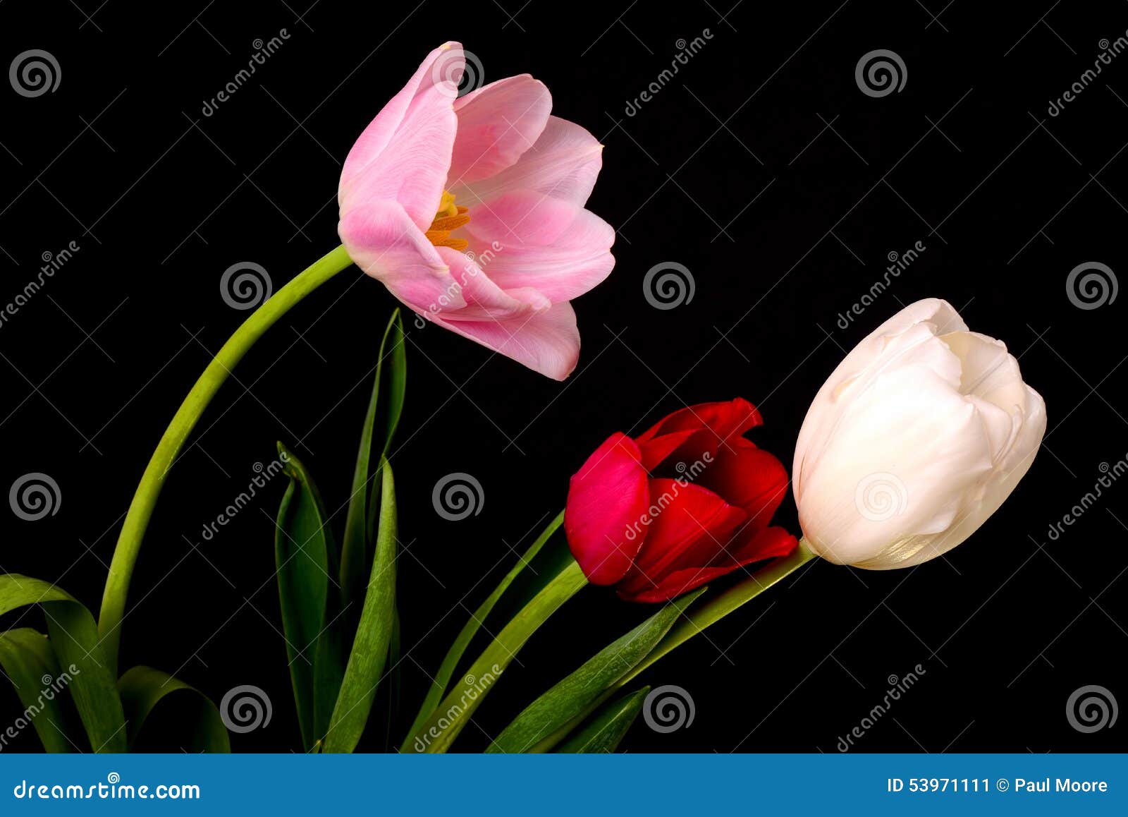 tulip floral arrangement