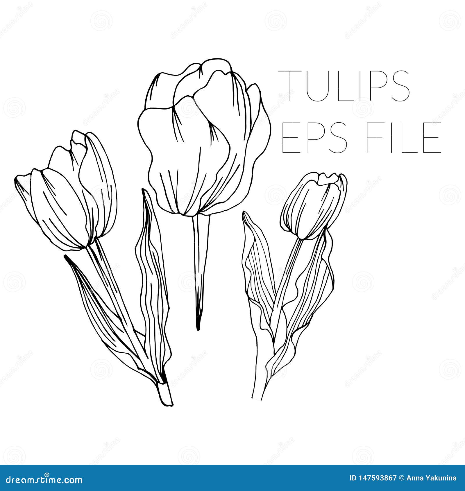 Tulip Floral Sketch Illustration Stock Vector - Illustration of nature ...
