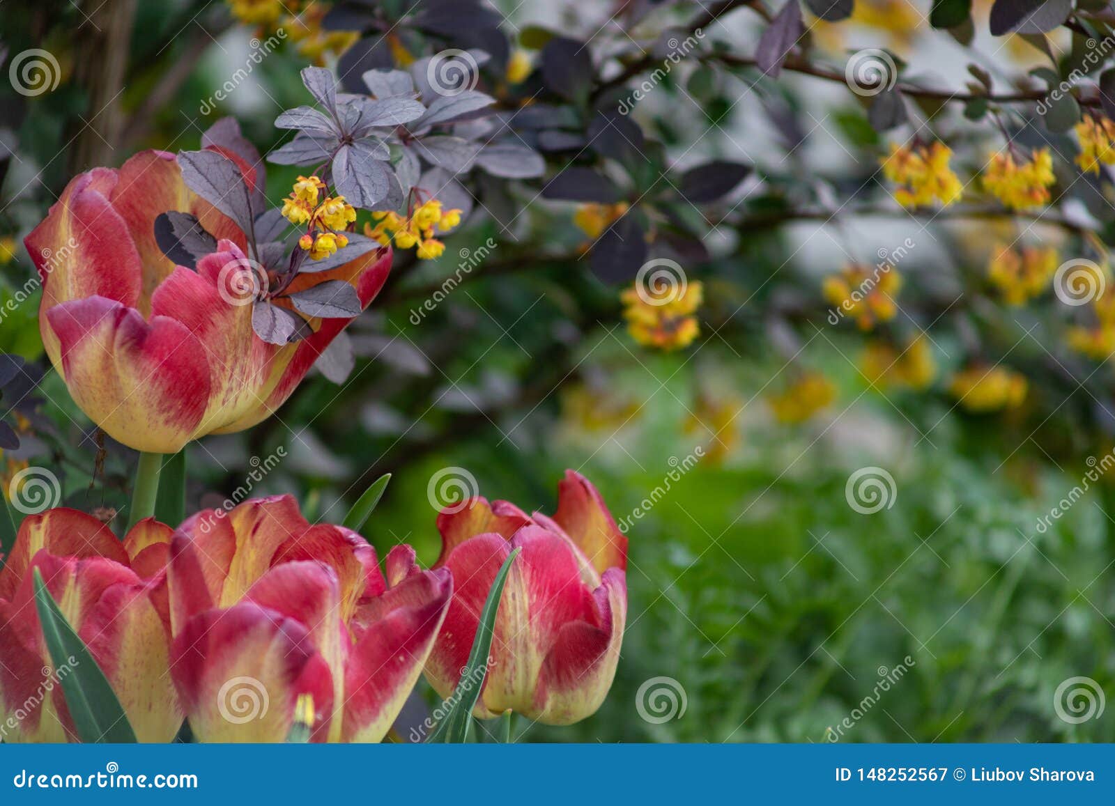 Tulip Flower Background, Colorful Tulips Meadow Nature in Spring, Close ...