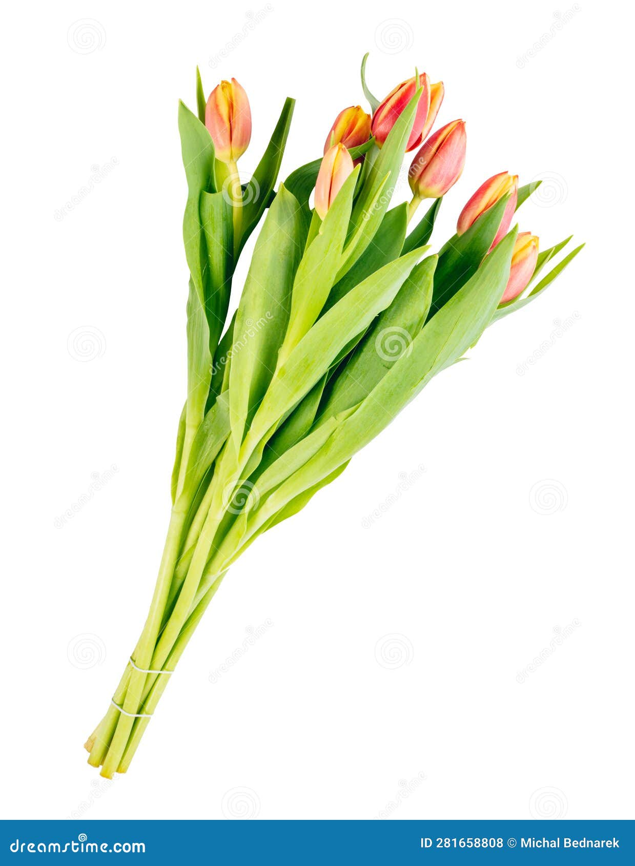 Tulip Flower Bouquet Isolated on White Background Stock Photo - Image