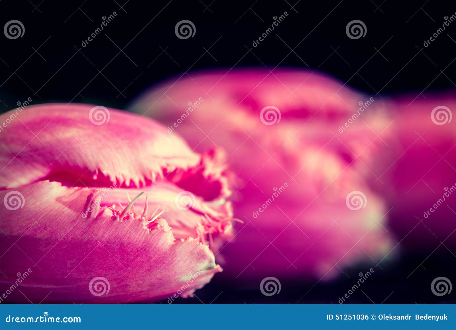 Tulip Flower On Dark Background, Macro Shot Stock Photo ...