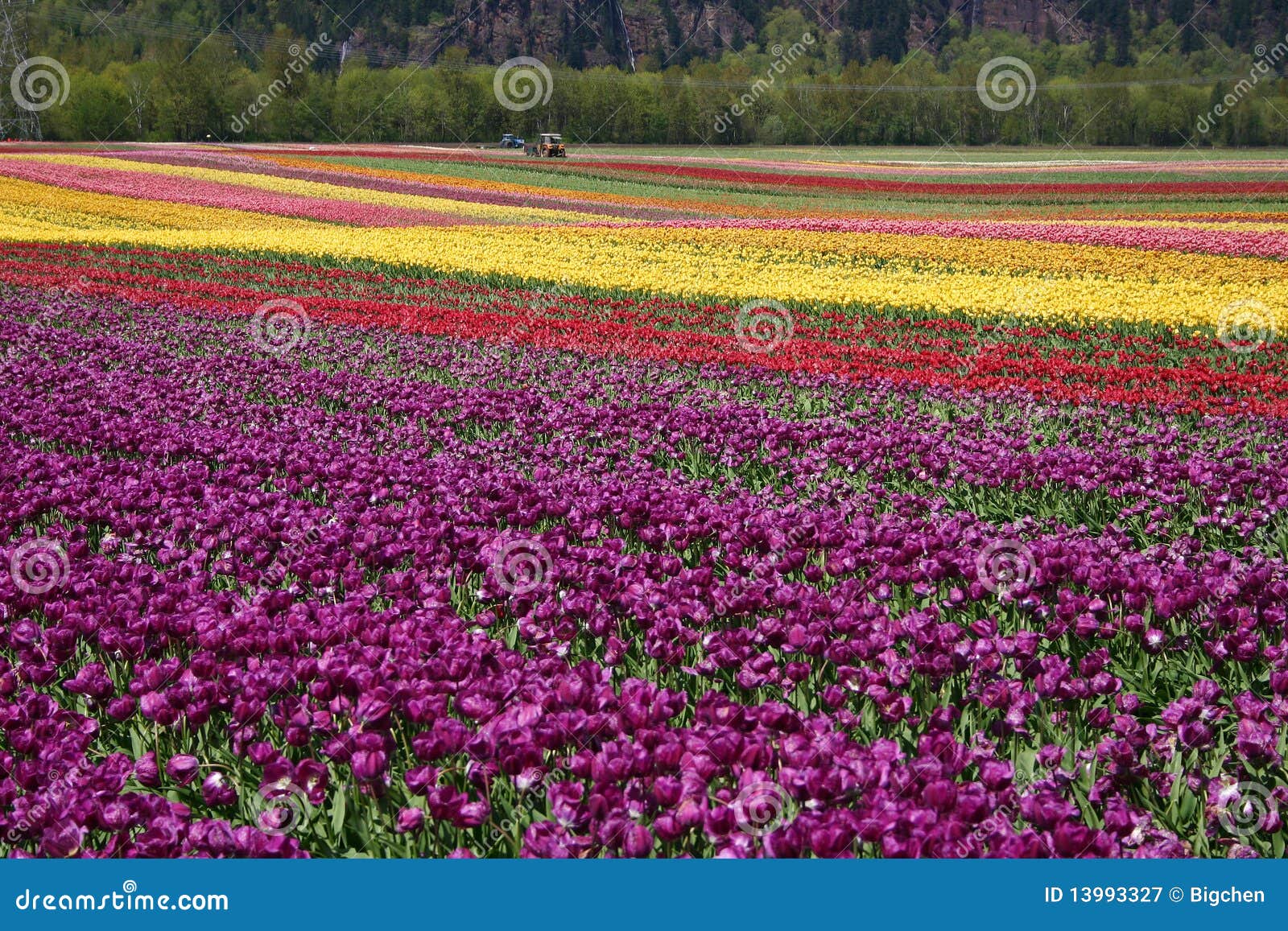 Tulip flower field stock image. Image of visitor, cloud 13993327