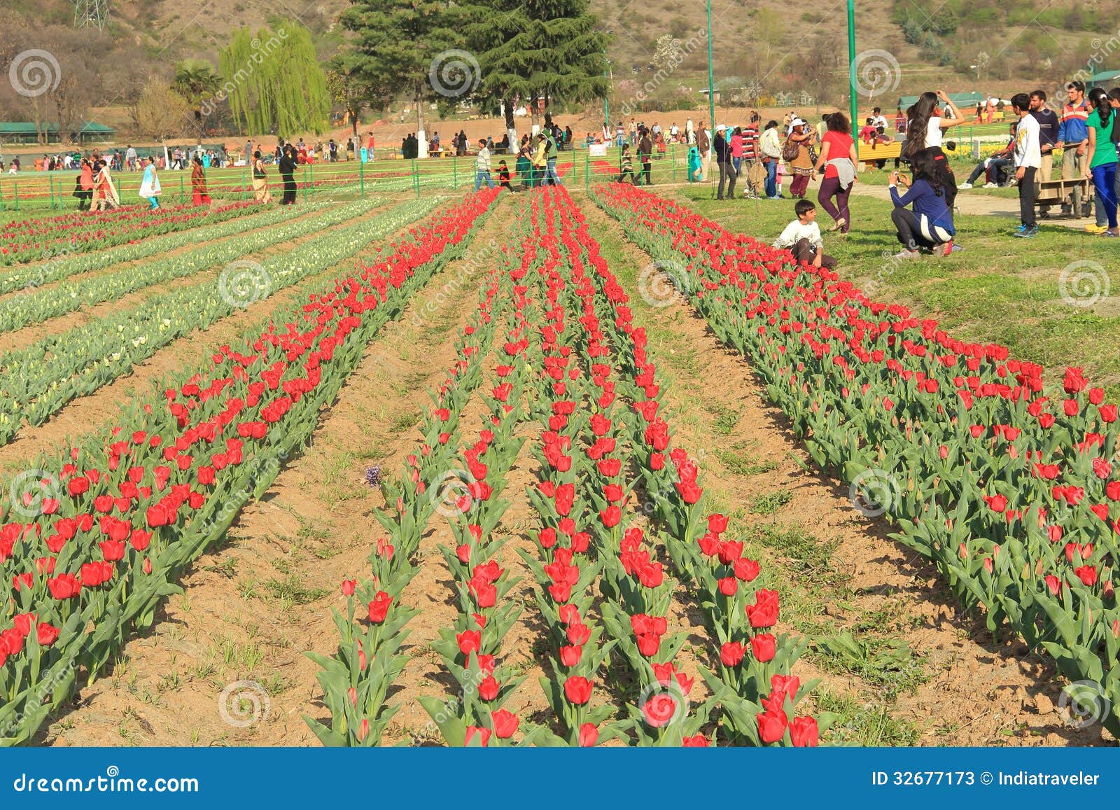 Tulip Flower Field in Kashmir. Editorial Stock Photo Image of farm