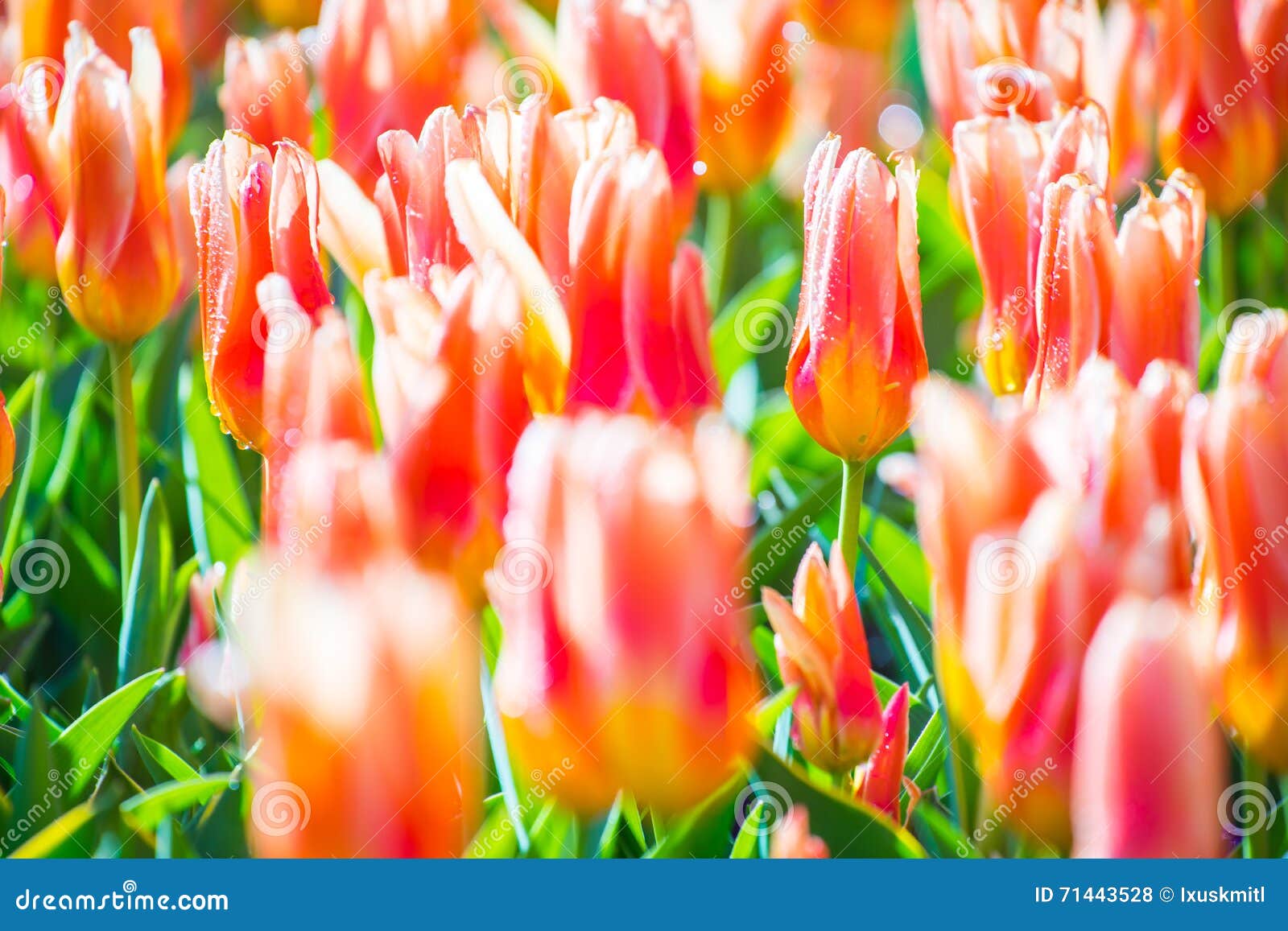 Tulip Flower Fields in Netherlands Stock Photo Image of plant, amsterdam 71443528