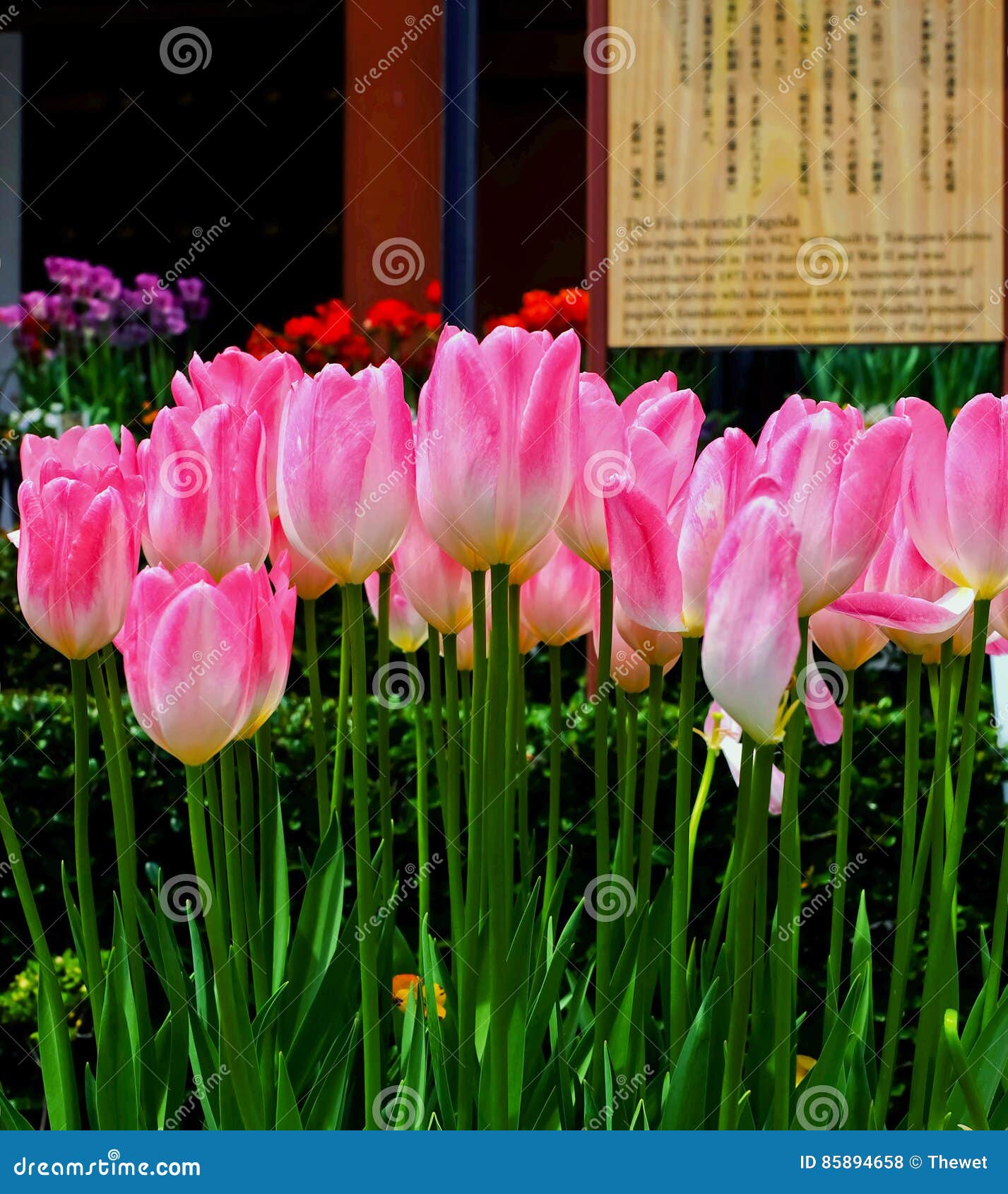 Tulip flower in the garden editorial stock photo. Image of bright