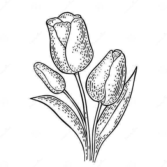 Tulip Flower with Leaves. Black Engraving Vintage Vector Illustration ...