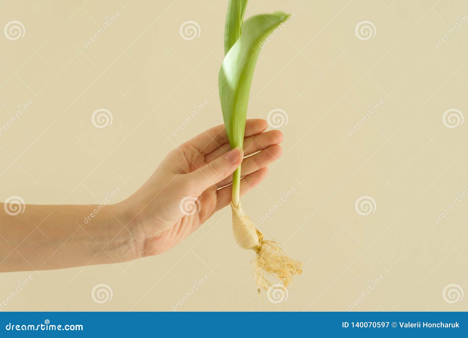 Tulip Flower Root Bulb In Womans Hand On Light Background, Sunny Spring