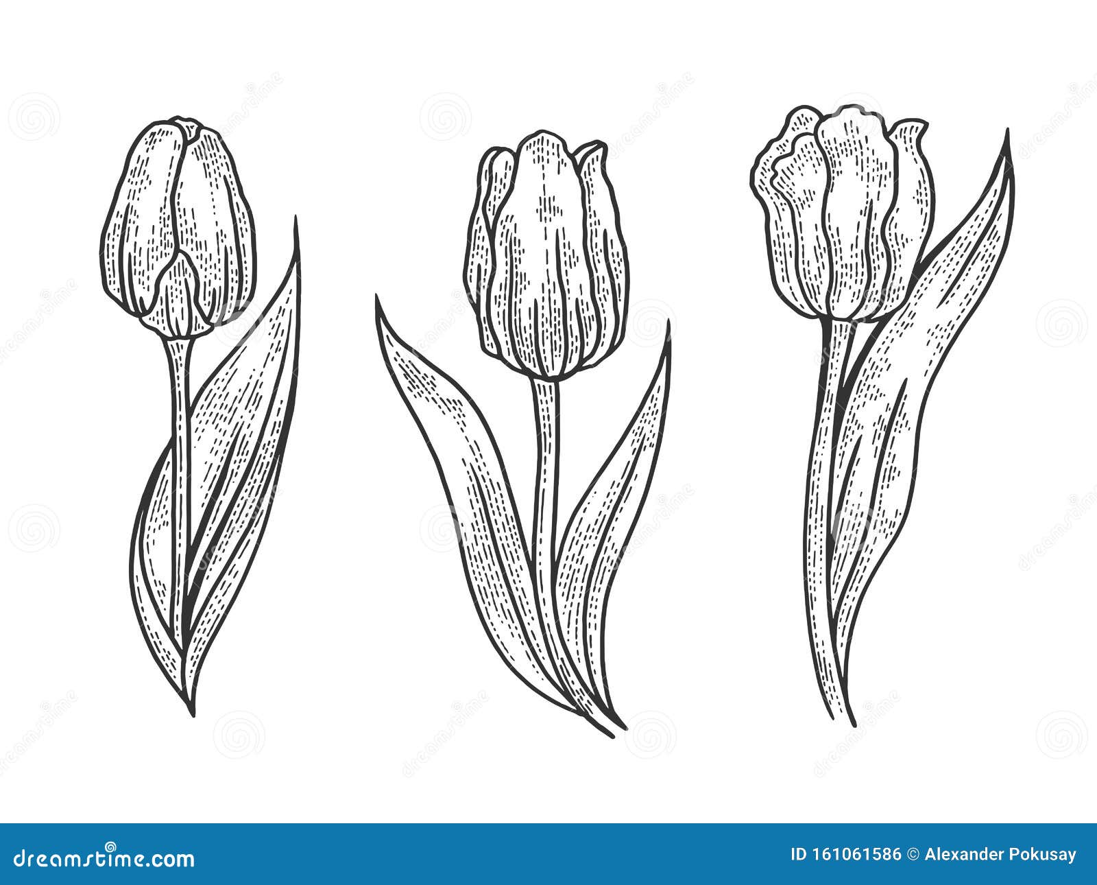 Tulip Flower Sketch Engraving Vector Stock Vector - Illustration of ...