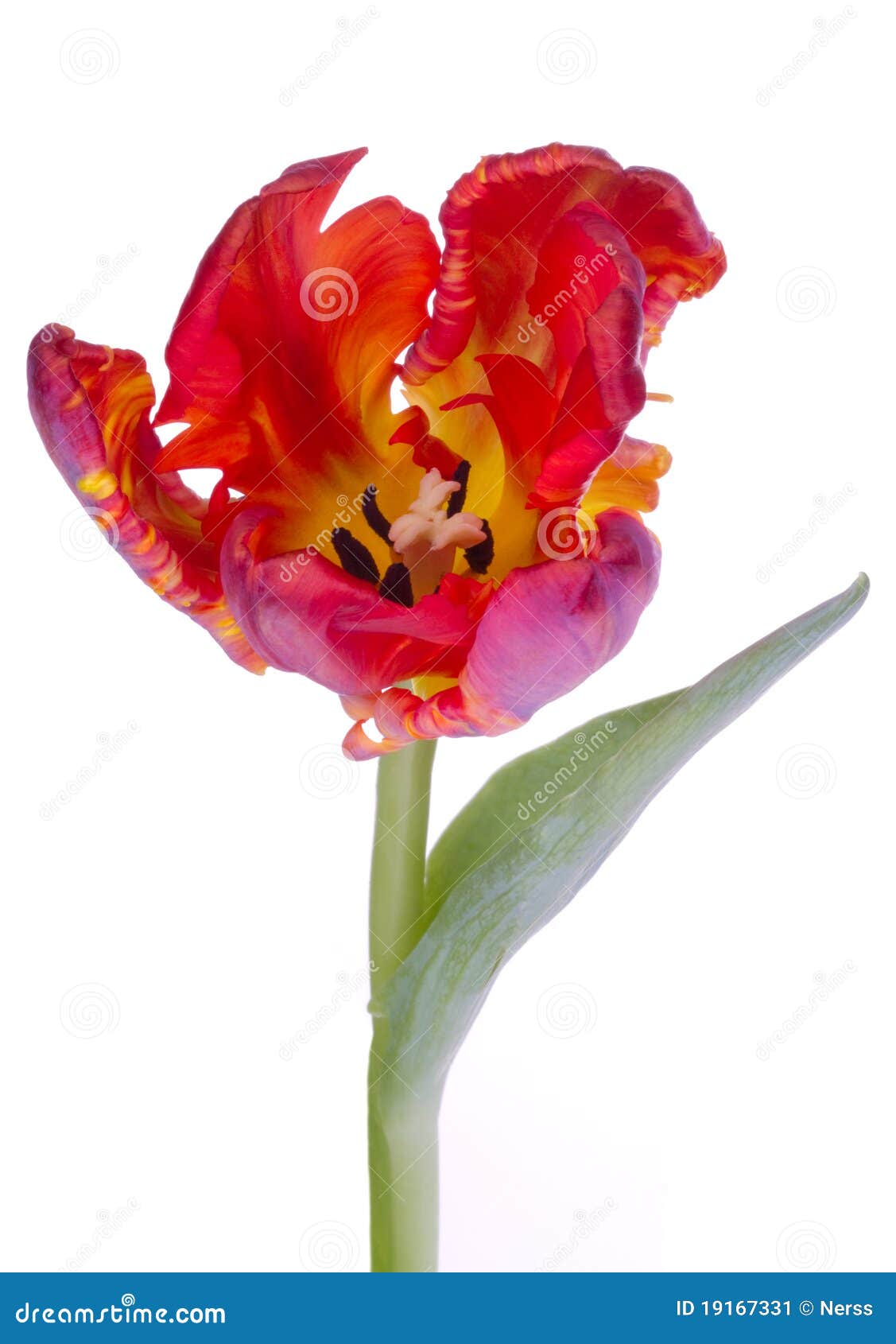 Tulip Flower Tulips Bulbs Flowers Stock Image Image of girls, garden