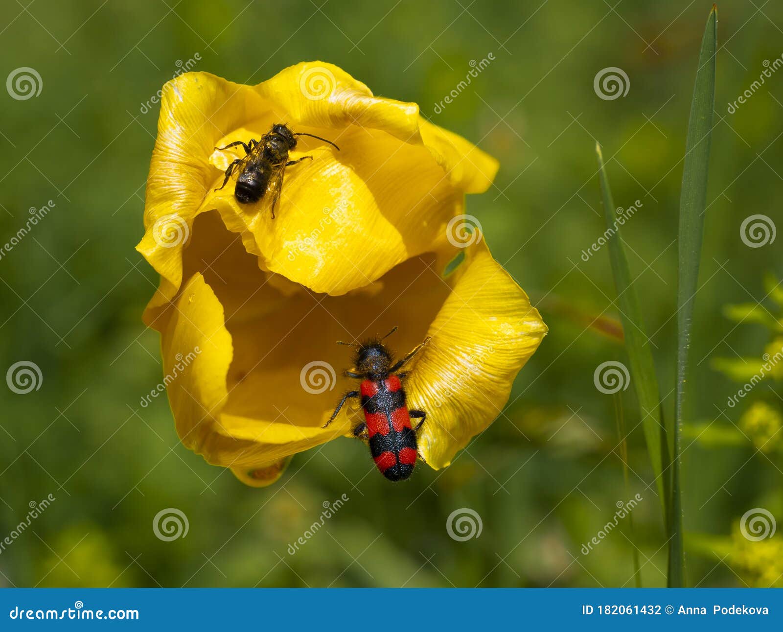 Tulip Flower in Yellow. Insects from Different Species Landed on the