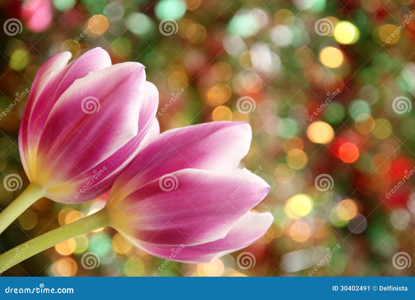 34,675 Tulip Wallpaper Stock Photos - Free & Royalty-Free Stock Photos from  Dreamstime