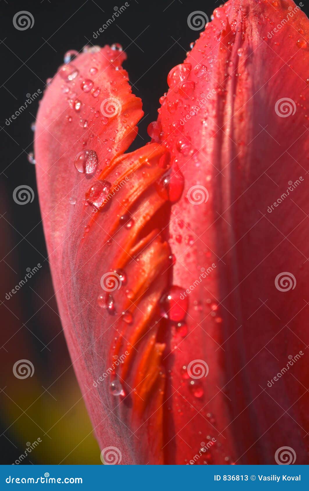 Tulip Flower with Water Drops Stock Image Image of tender, fine 836813