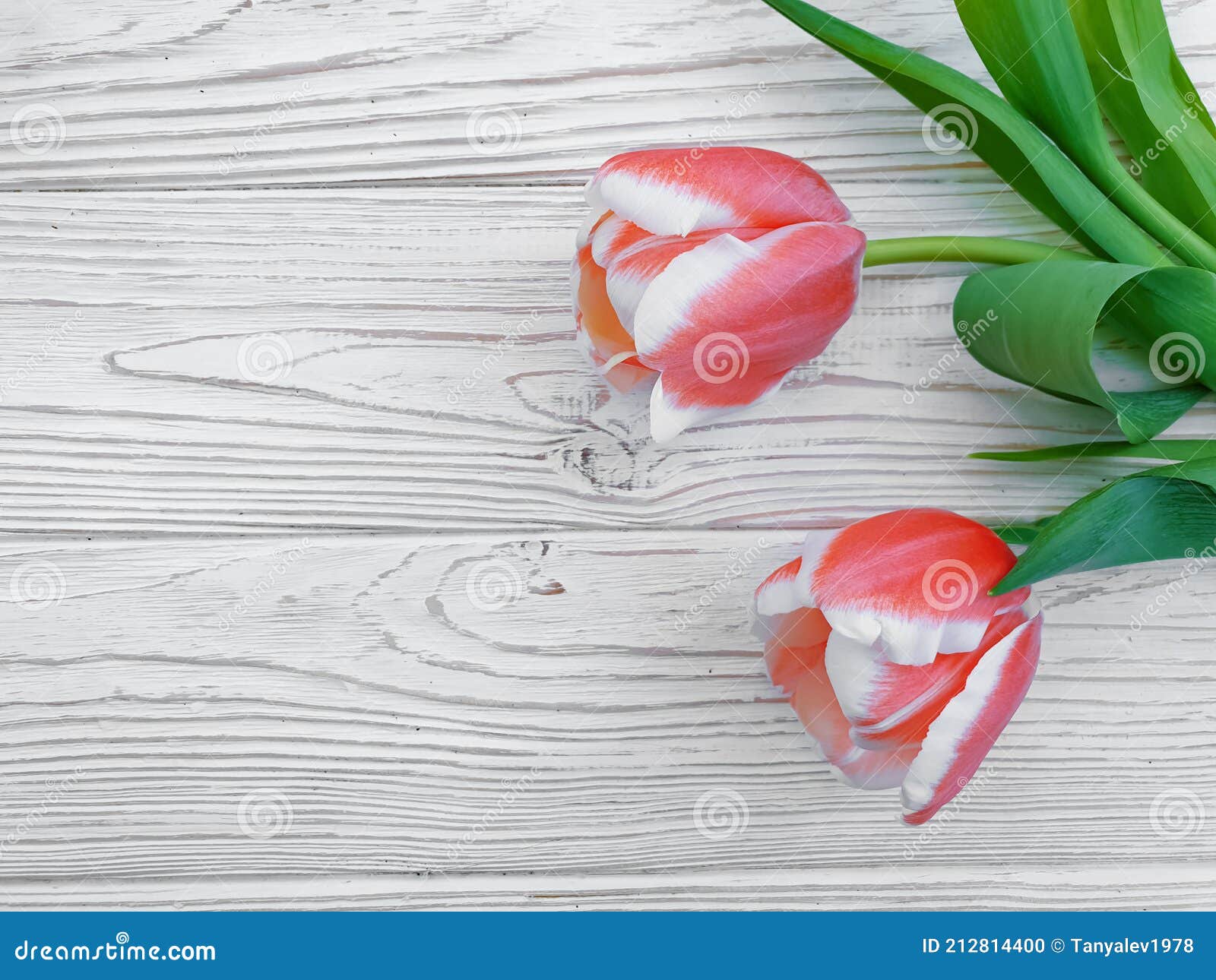tulip flower on season   wooden background frame springtime  pattern