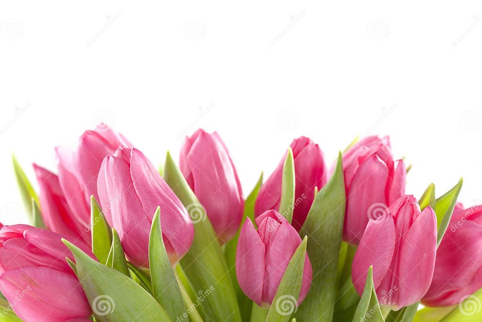 Tulip flowers stock photo. Image of easter, season, white - 28667252