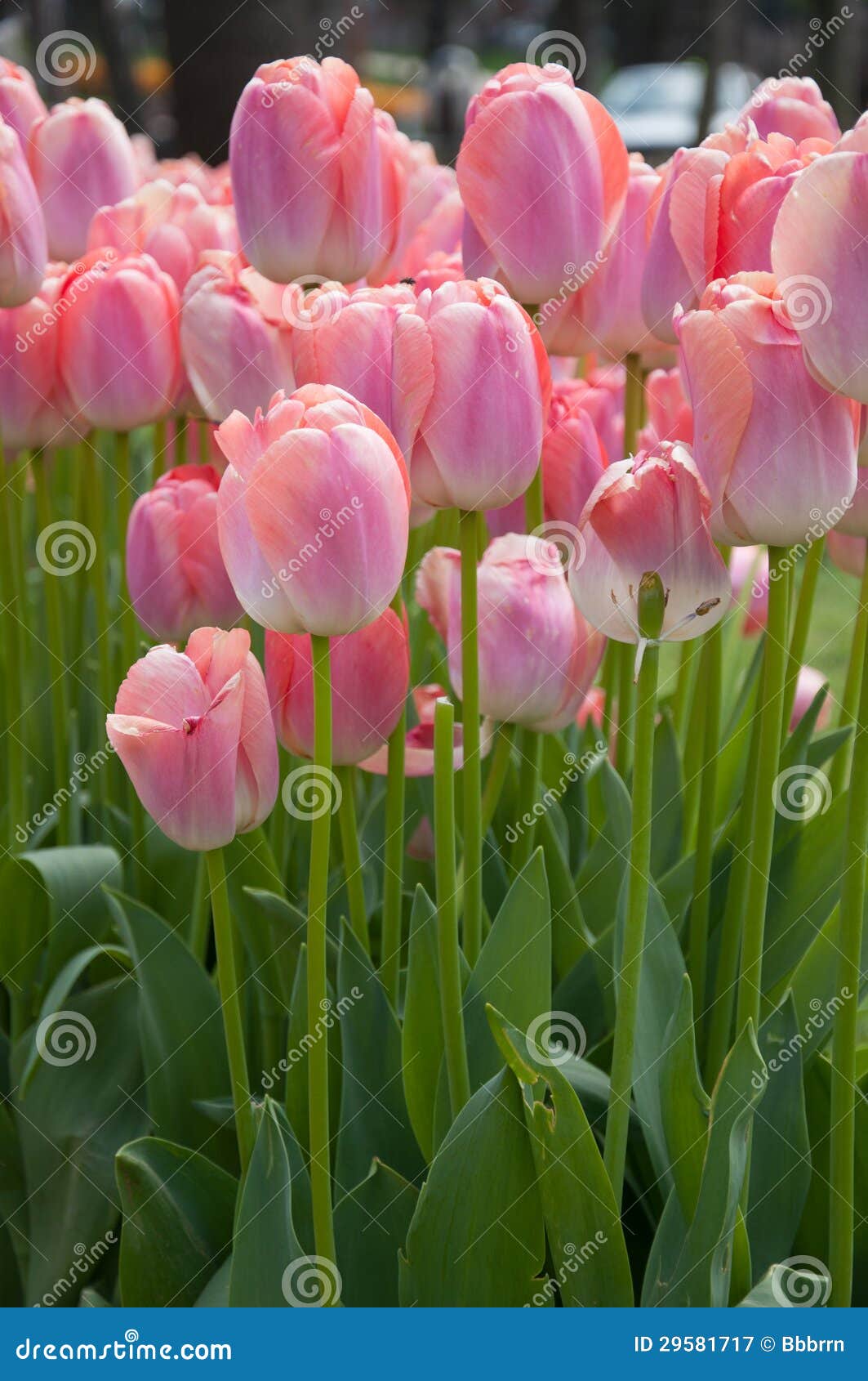 Tulip flowers stock image. Image of holland, flower, bulbs 29581717
